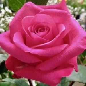 Meet your Posher, Yolanda